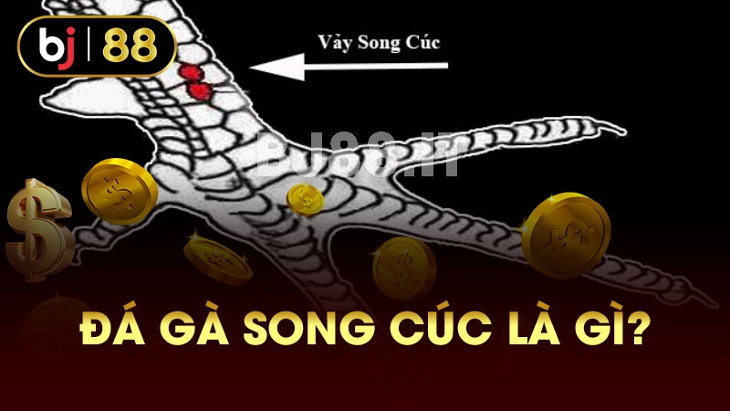 Đá gà song cúc là gì?