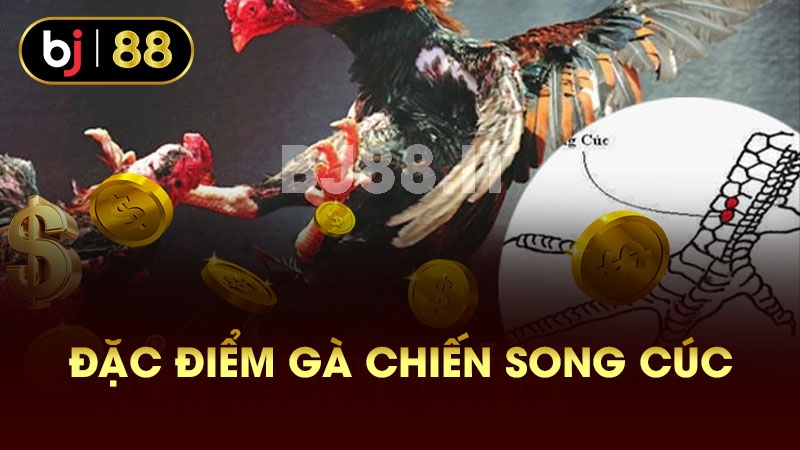 Đặc điểm gà chiến song cúc 