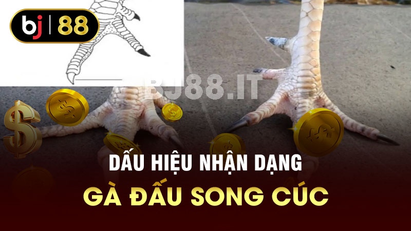 Dấu hiệu nhận dạng gà đấu song cúc 