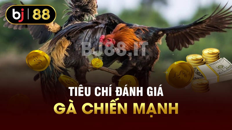 Tiêu chí đánh giá gà chiến mạnh